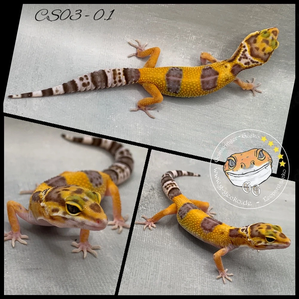 Leopardgecko Tangerine TA