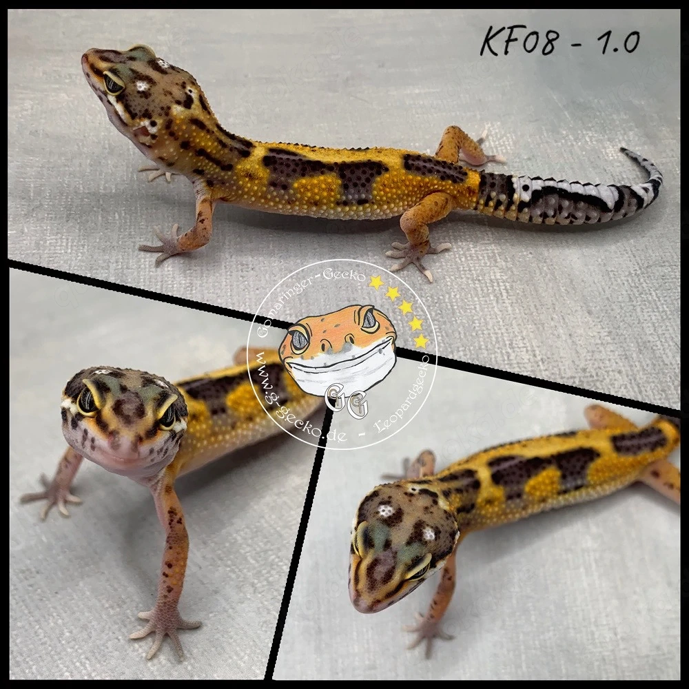 Leopardgecko 1.0 Male
