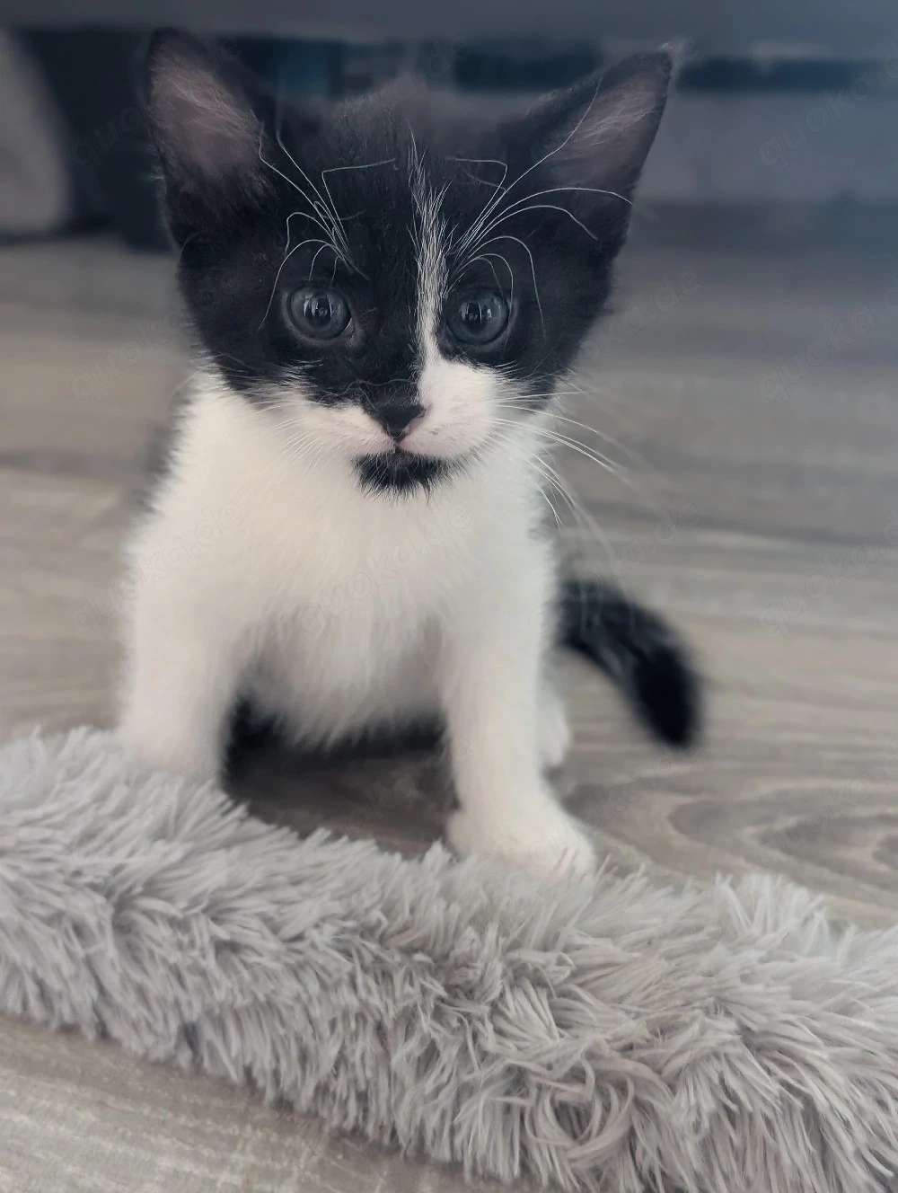 1 EHK MaineCoon Kater geb.01.08.26