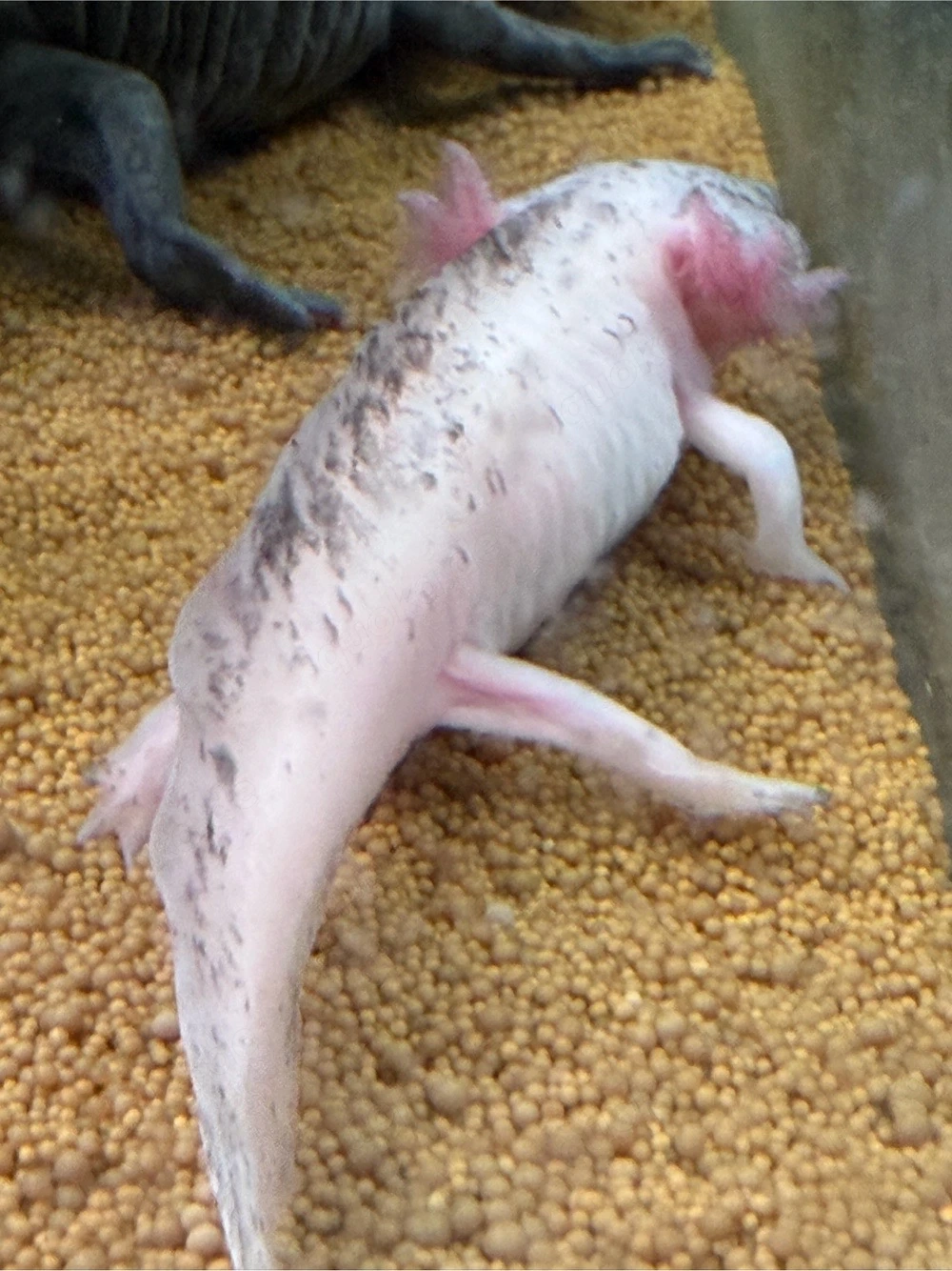 Axolotl Ambystoma mexicanum
