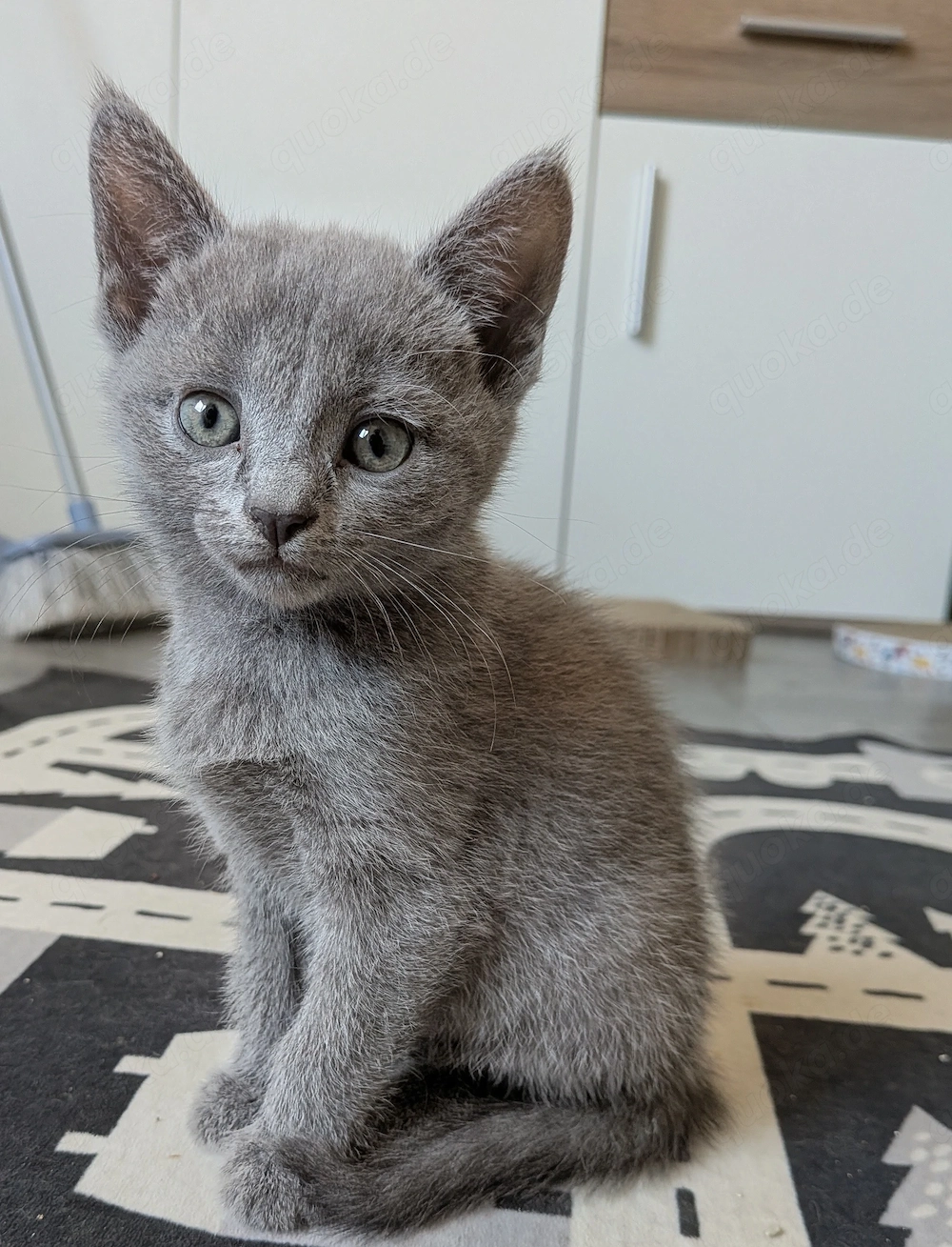 Russisch Blau Kitten mit Stammbaum suchen ihre Familie 
