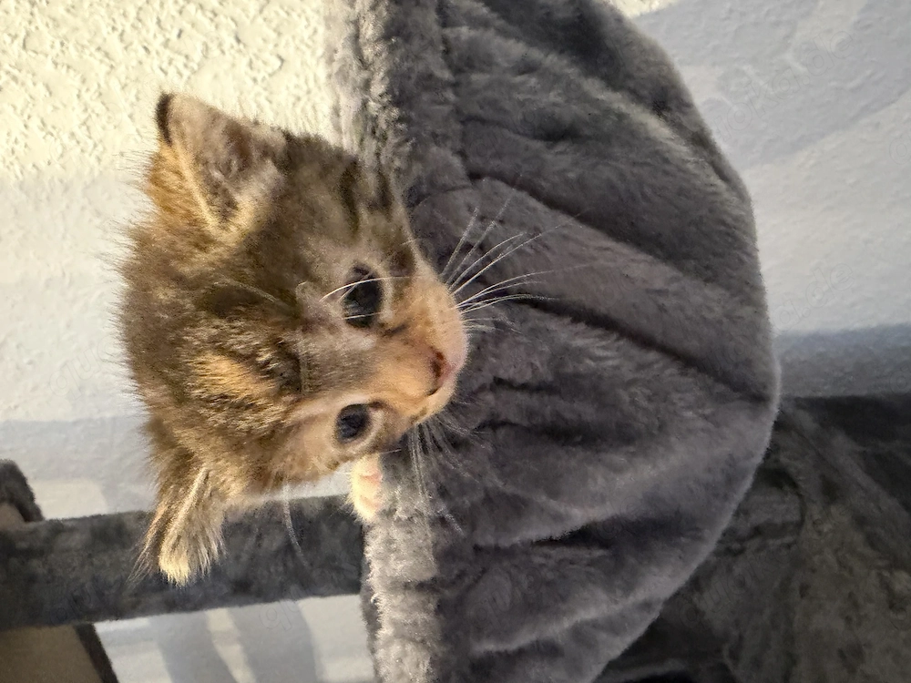 Europäisch Kurzhaar Kitten 