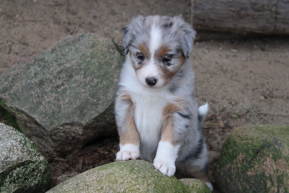 knuffige Australian Shepherd Welpen mit Papiere