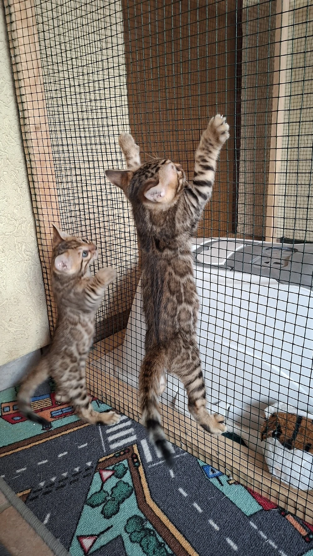 Reinrassige Bengal Kitten, mit Stammbaum, ab sofort abgabebereit 