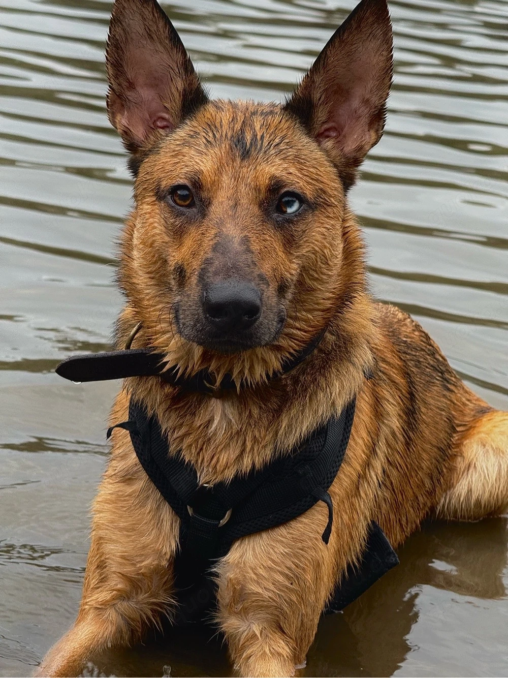 Loki sucht sein Für - Immer Zuhause (Dringend!)