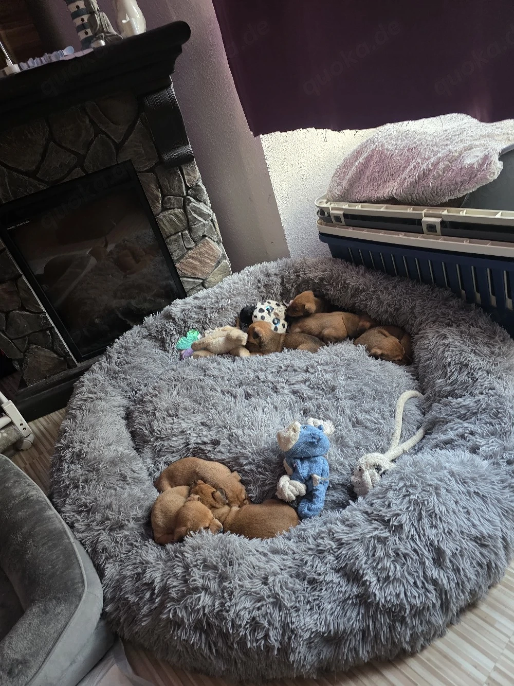 4 von 9 bezaubernden Dackel-Shiba-Inu-Mix-Welpen suchen liebevolle Familien      