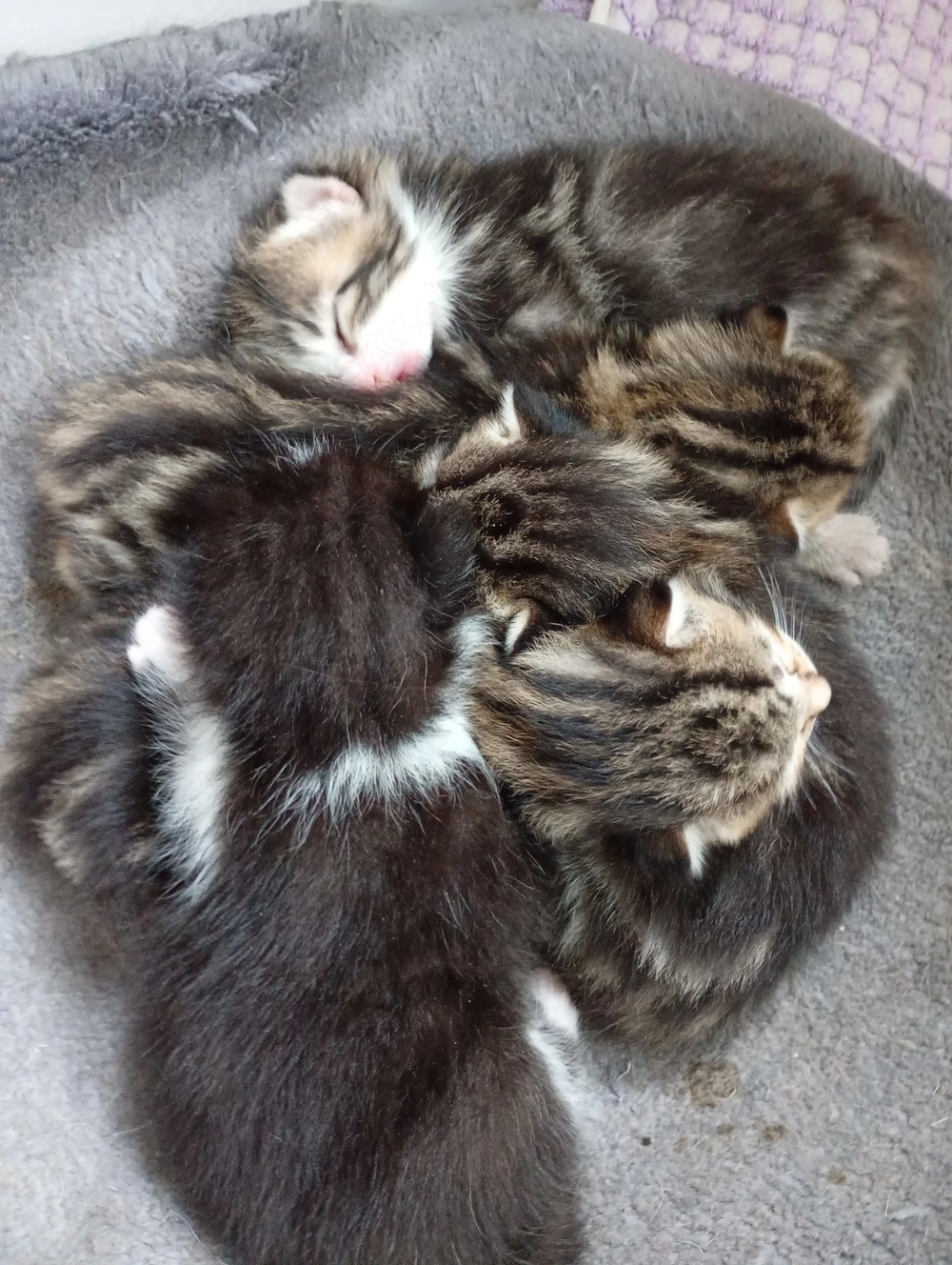 Katzenkinder suchen ein Zuhause