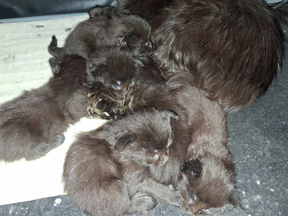 Maine Coon Xxl Kitten Black