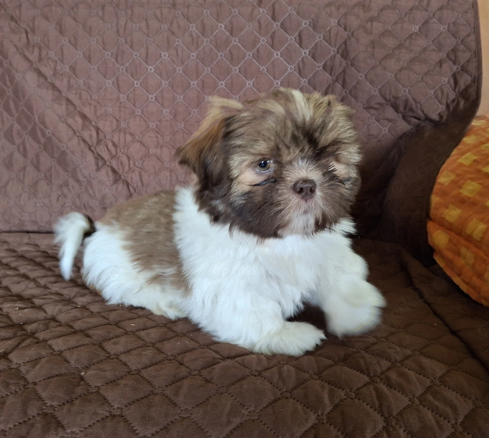 Shih Tzu Welpen abzugeben