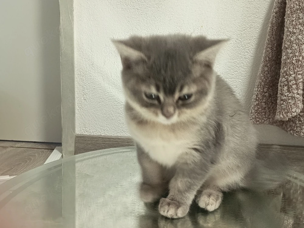 2 liebevolle BKH-Mix Kitten  verschiedene Farben abgabebereit