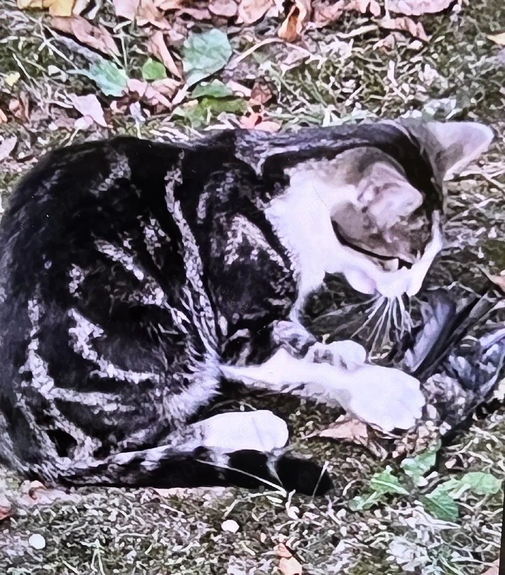 Bengalmix - schnurrt sofort