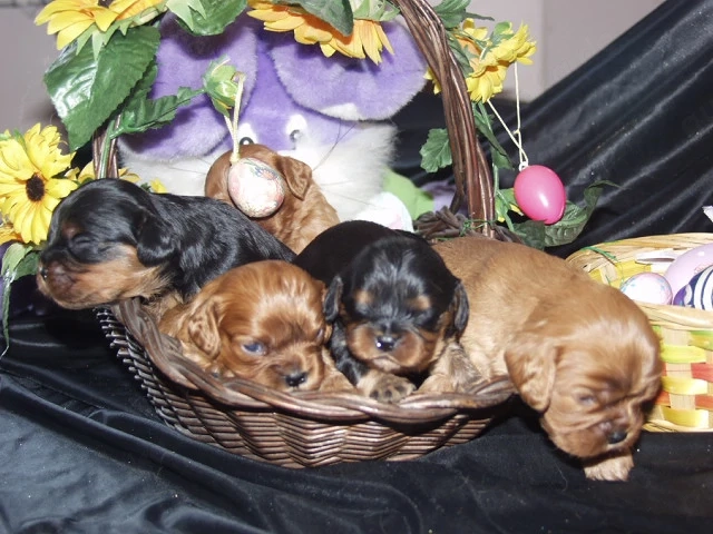 Cavalierengel suchen bald Anhang