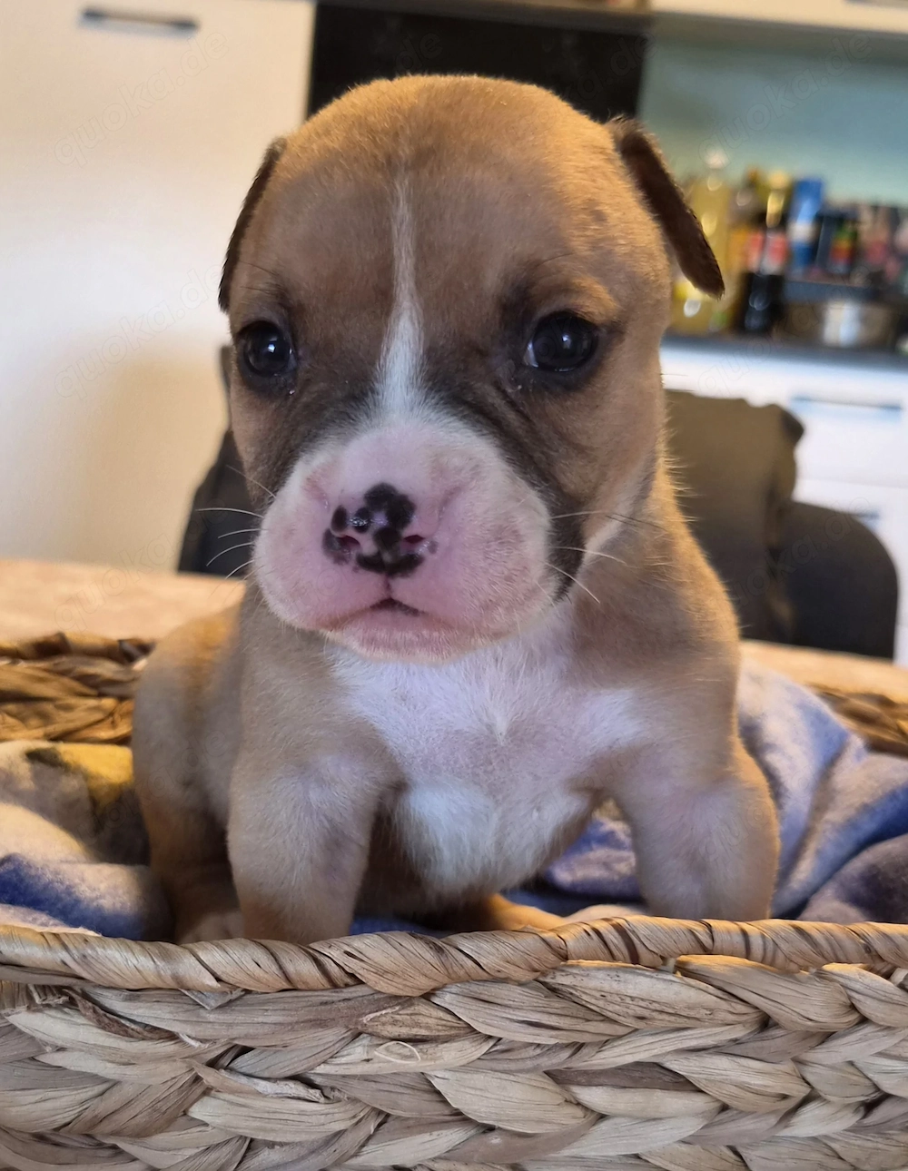 Old English Bulldog Welpen