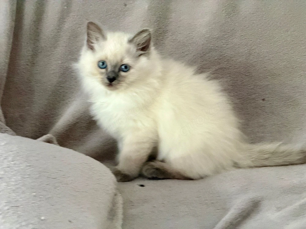 Heilige Birma Kitten