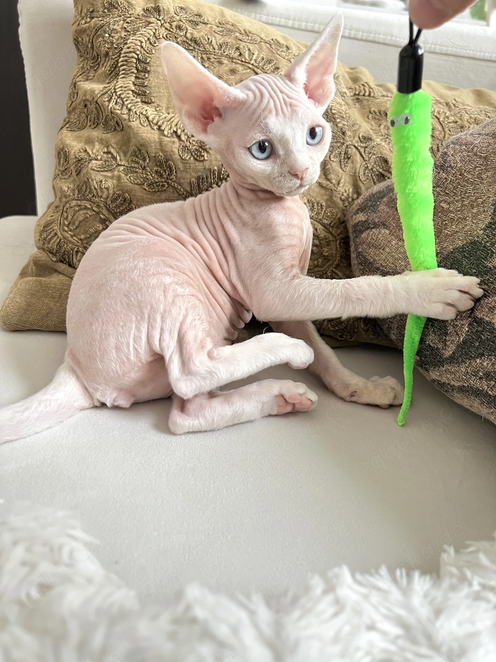 *Reserviert wunderschöne Devon Rex Kitten Mädchen 