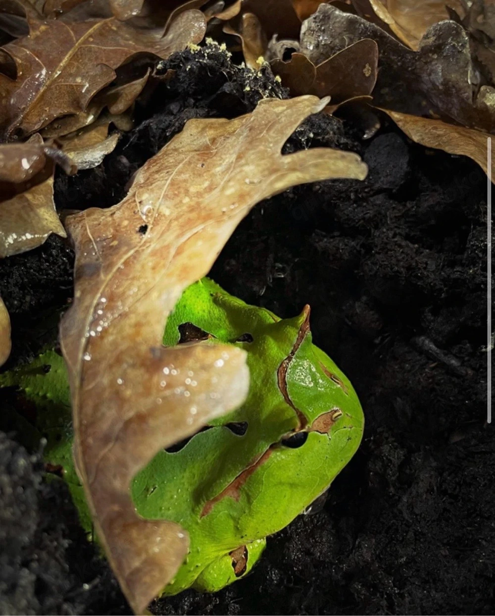 3,2 Ceratophrys cornuta Surinam Schmuckhornfrosch