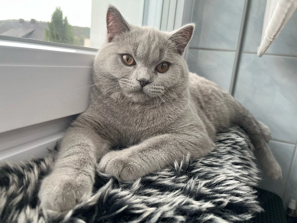 Deckkater BKH