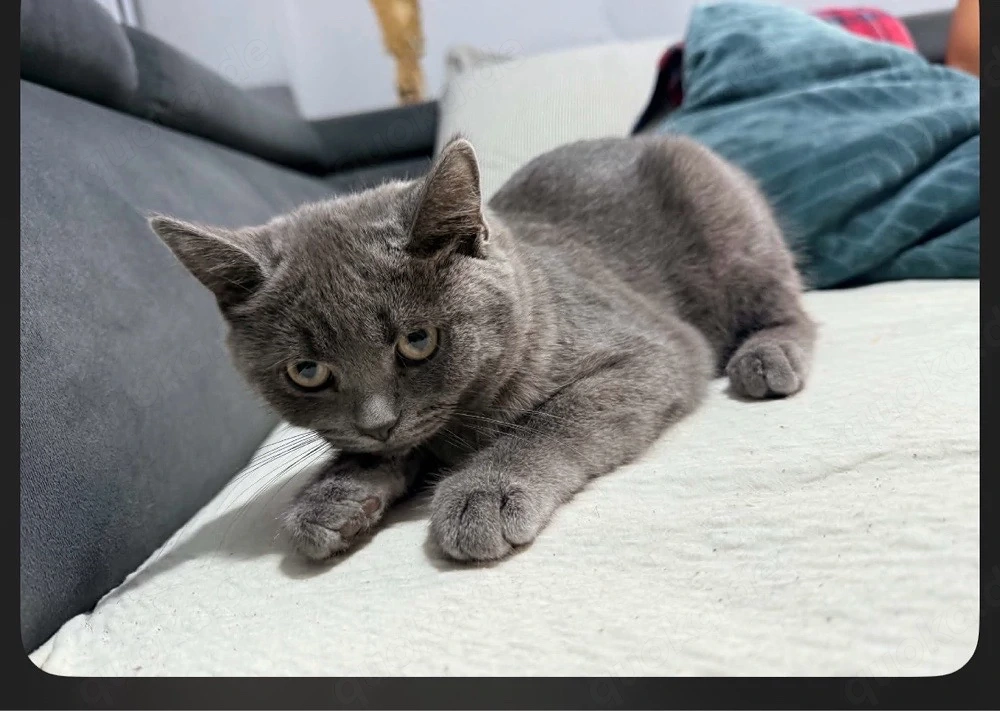 süßer kater 