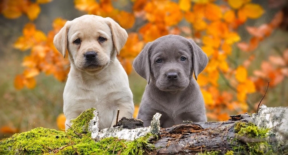 Golden Retriever x Labrador Retriever welpen in langhaar und kurzhaar