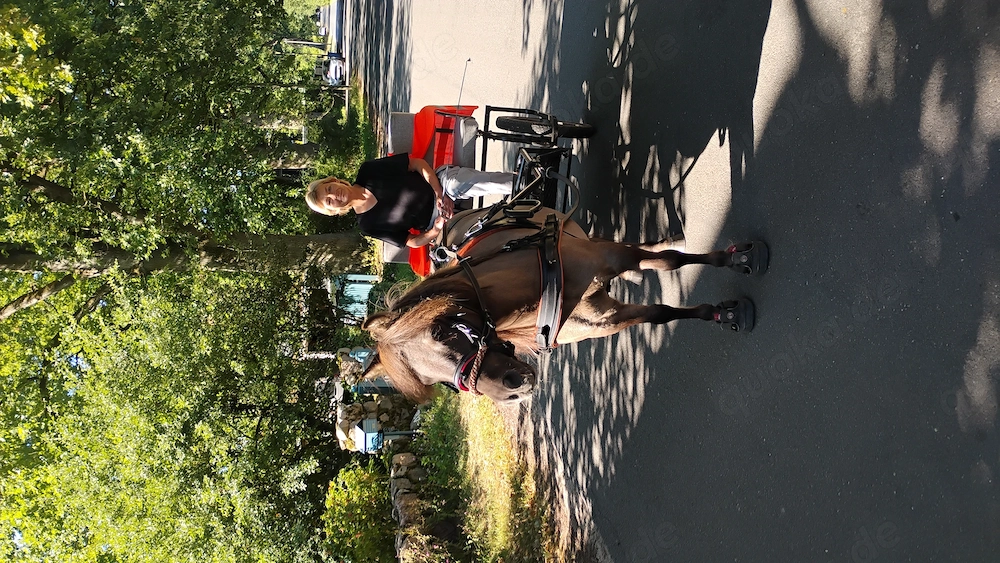 Reitbeteiligung für Shettys