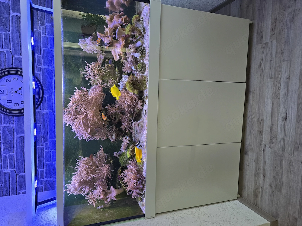 Red Sea Max S 650 Meerwasseraquarium 