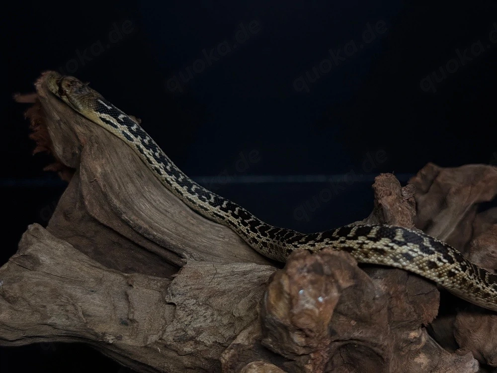 Pituophis catenifer annectens   Bullennatter