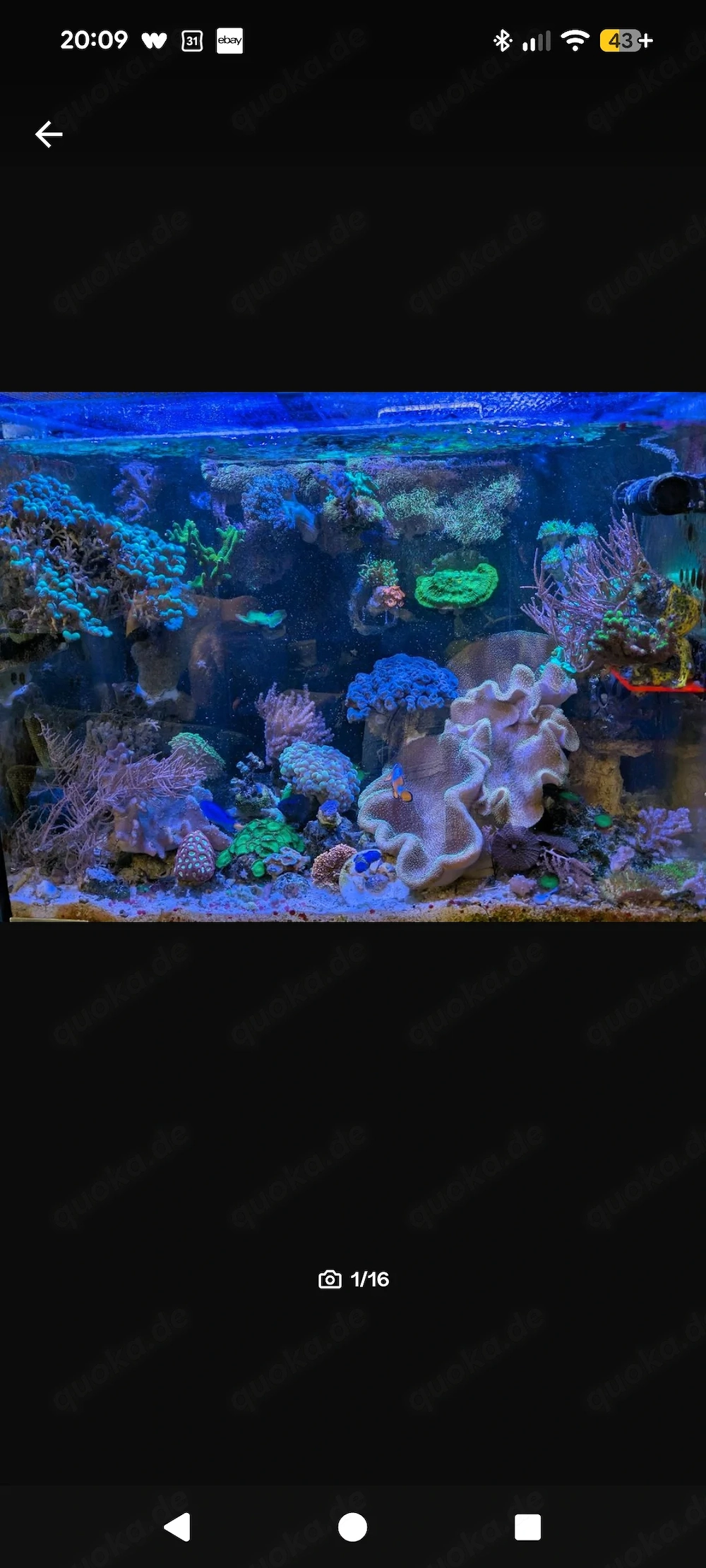 Aqua medic Armatus 250 Meerwasser Aquarium komplett mit Besatz und Technik 