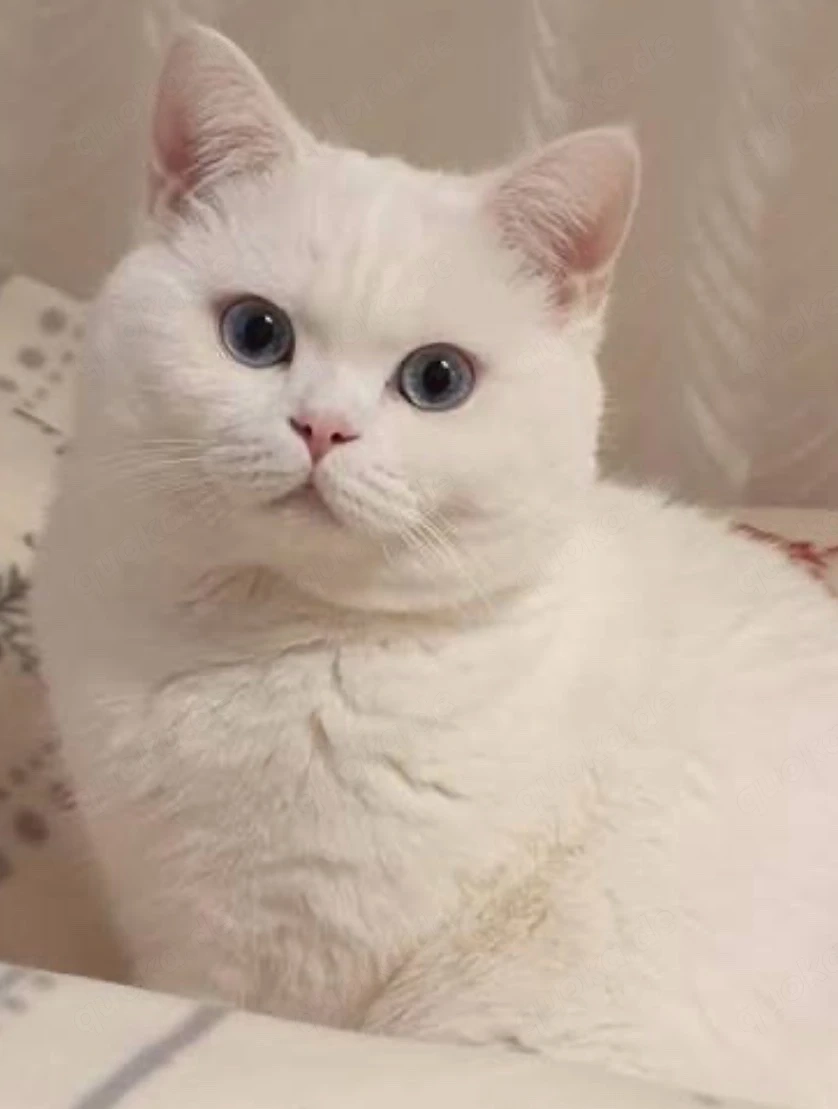 BKH Kater 
