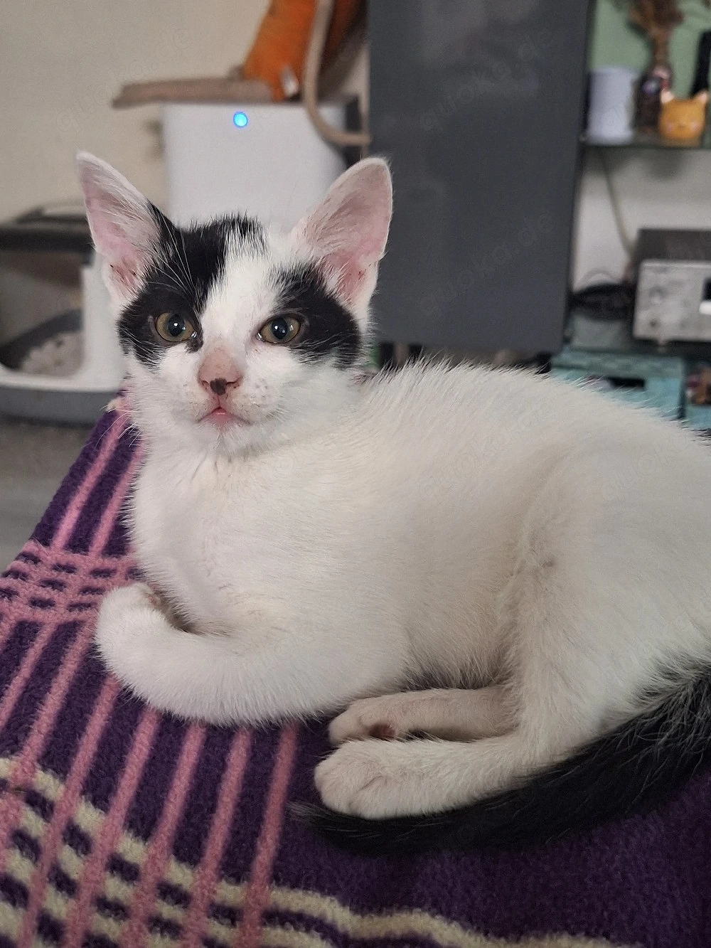 süße Katzenkinder suchen 