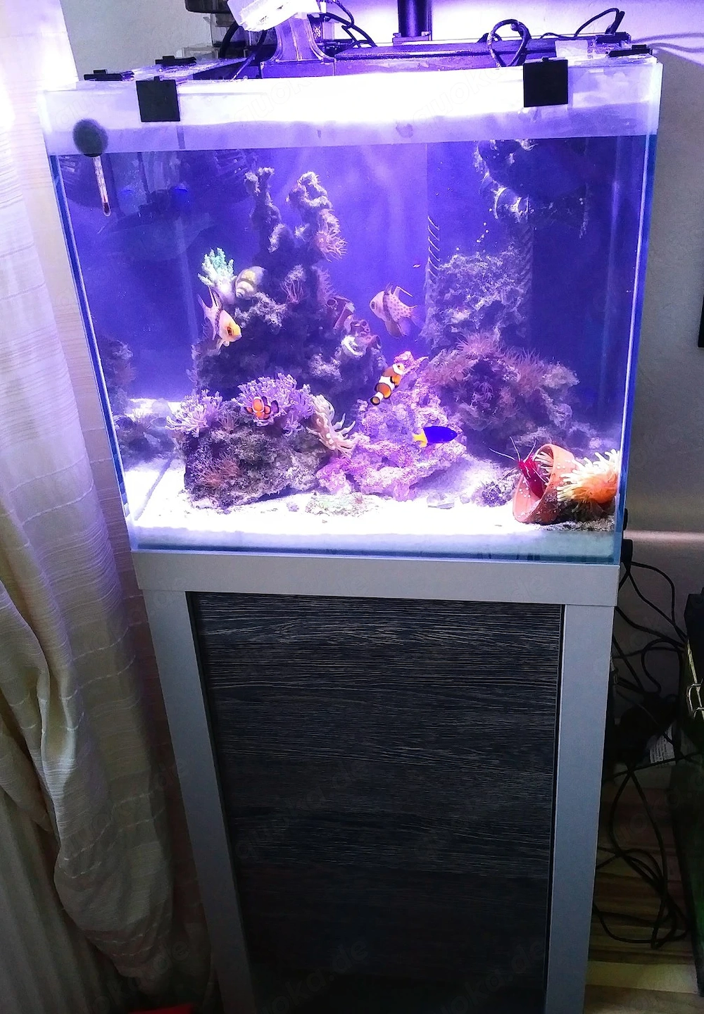 Fluval M40 Meerwasser Aquarium Inkl.   Unterschrank, Pumpe,Technikbereich