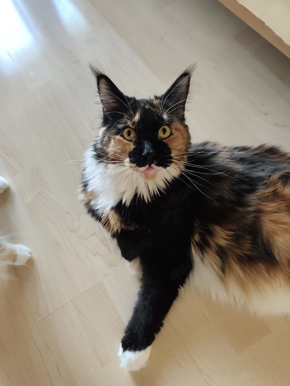 Liebe Maine Coon Jungkatze