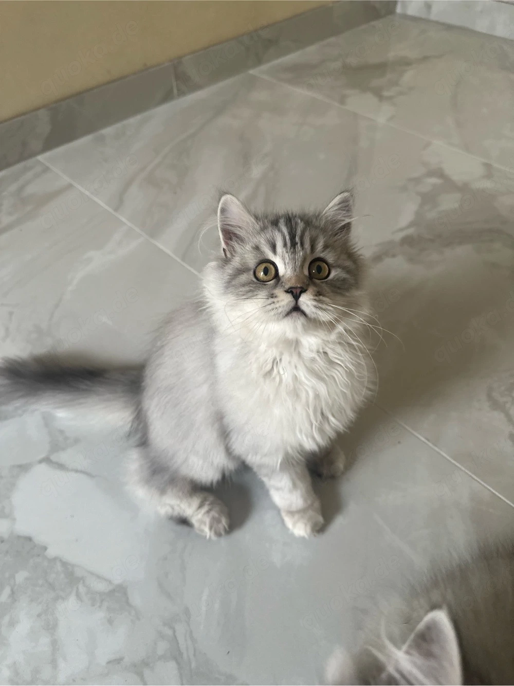    Liebevolle Katzenbabys suchen ein neues Zuhause   