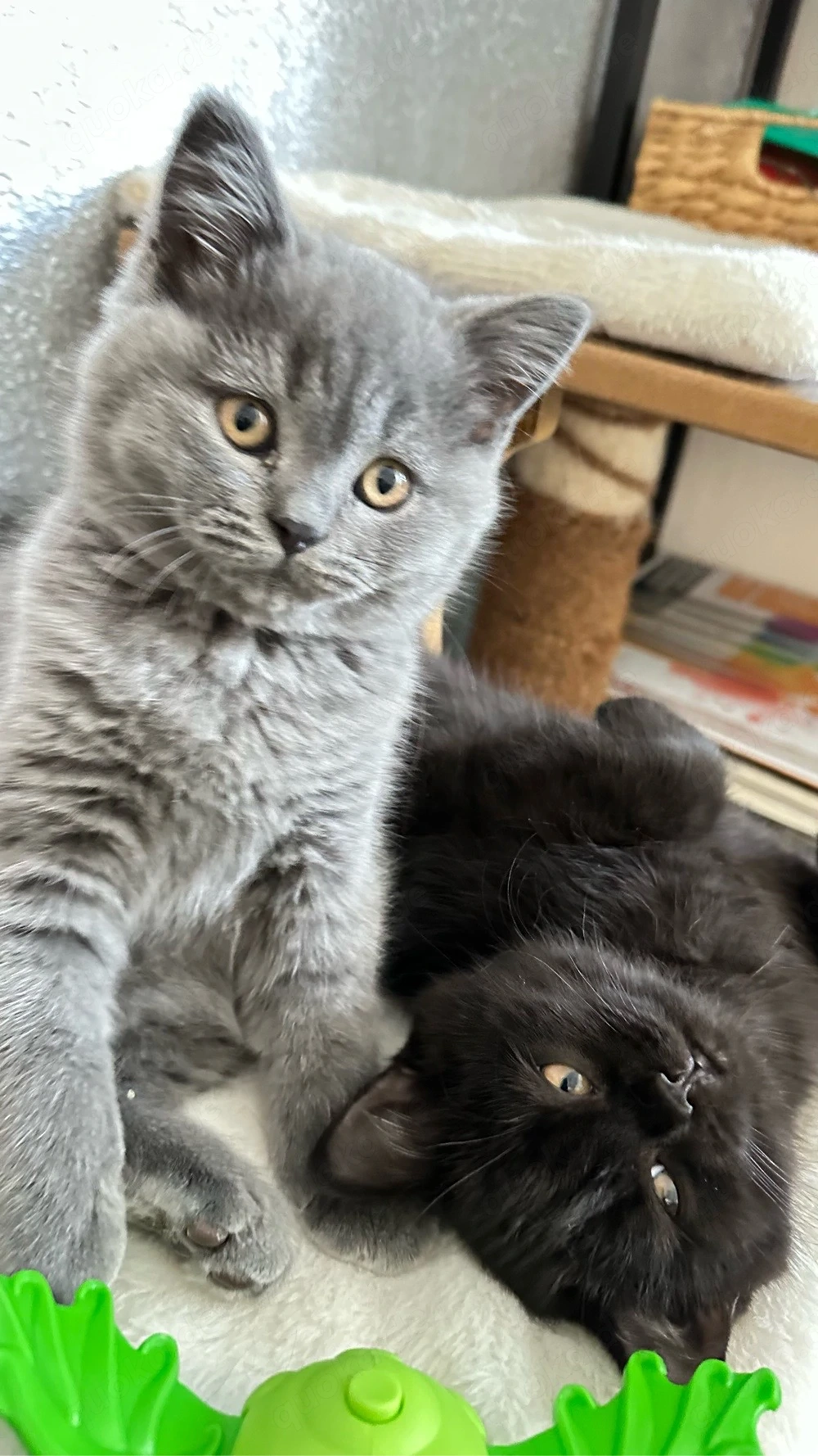Reinrassige BKH-Kitten - kleine Traumkätzchen suchen ihr Zuhause