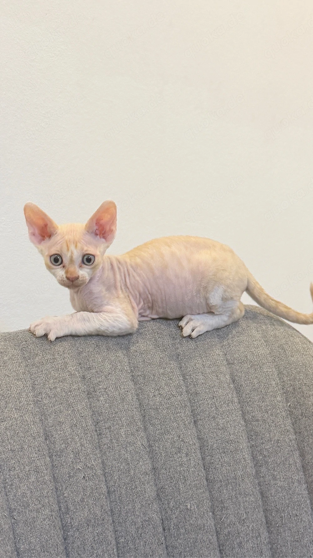 Devon Rex- Sphynx Junge 