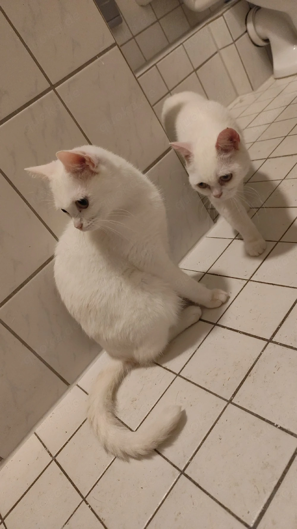 meine katze sucht neues Zuhause 