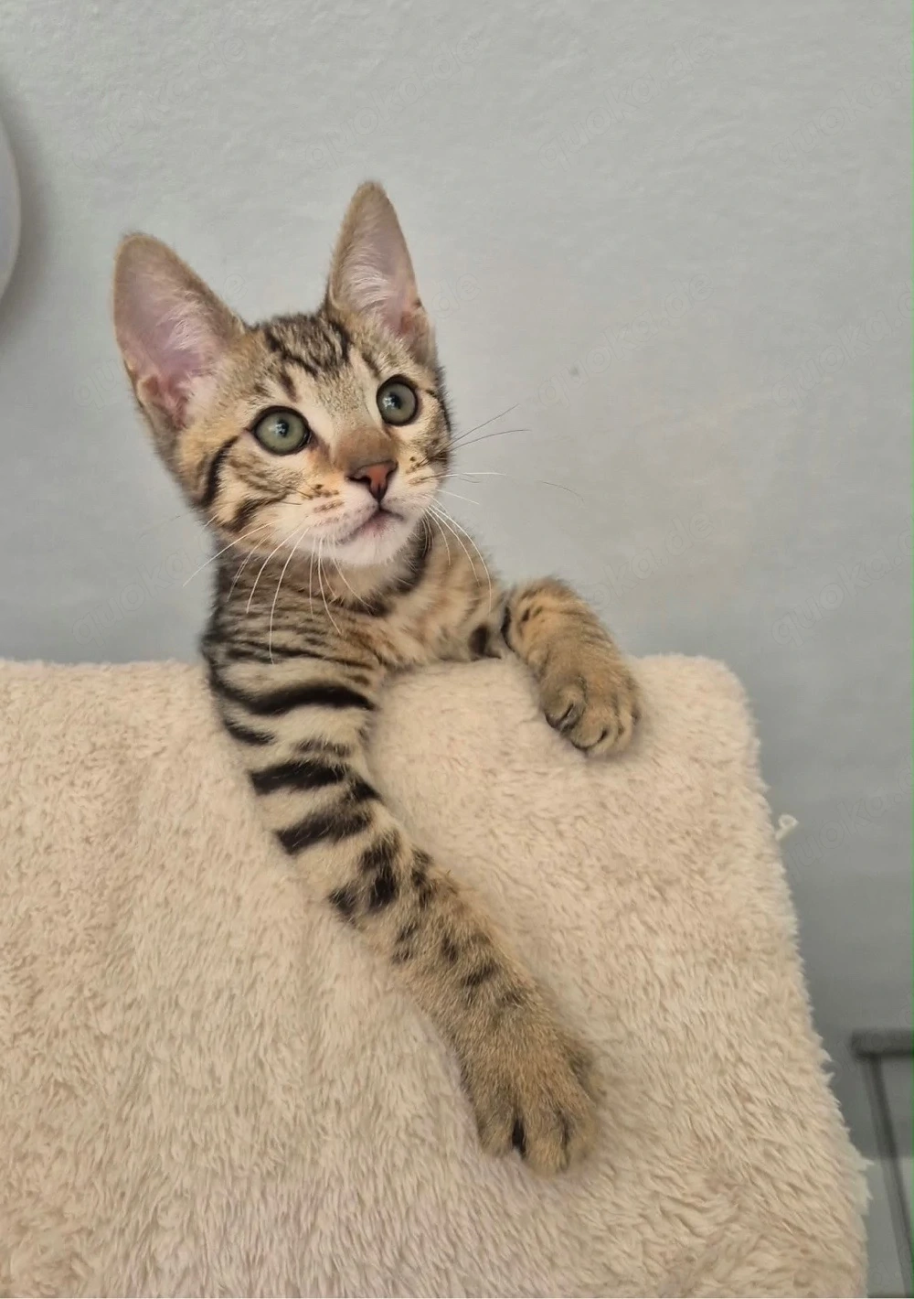 Bengal Mischlings Kitten suchen ihr liebevolles Für-immer-Zuhause 