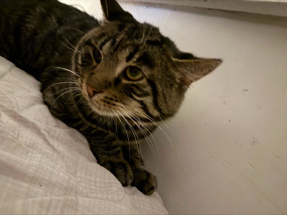 katze männchen 