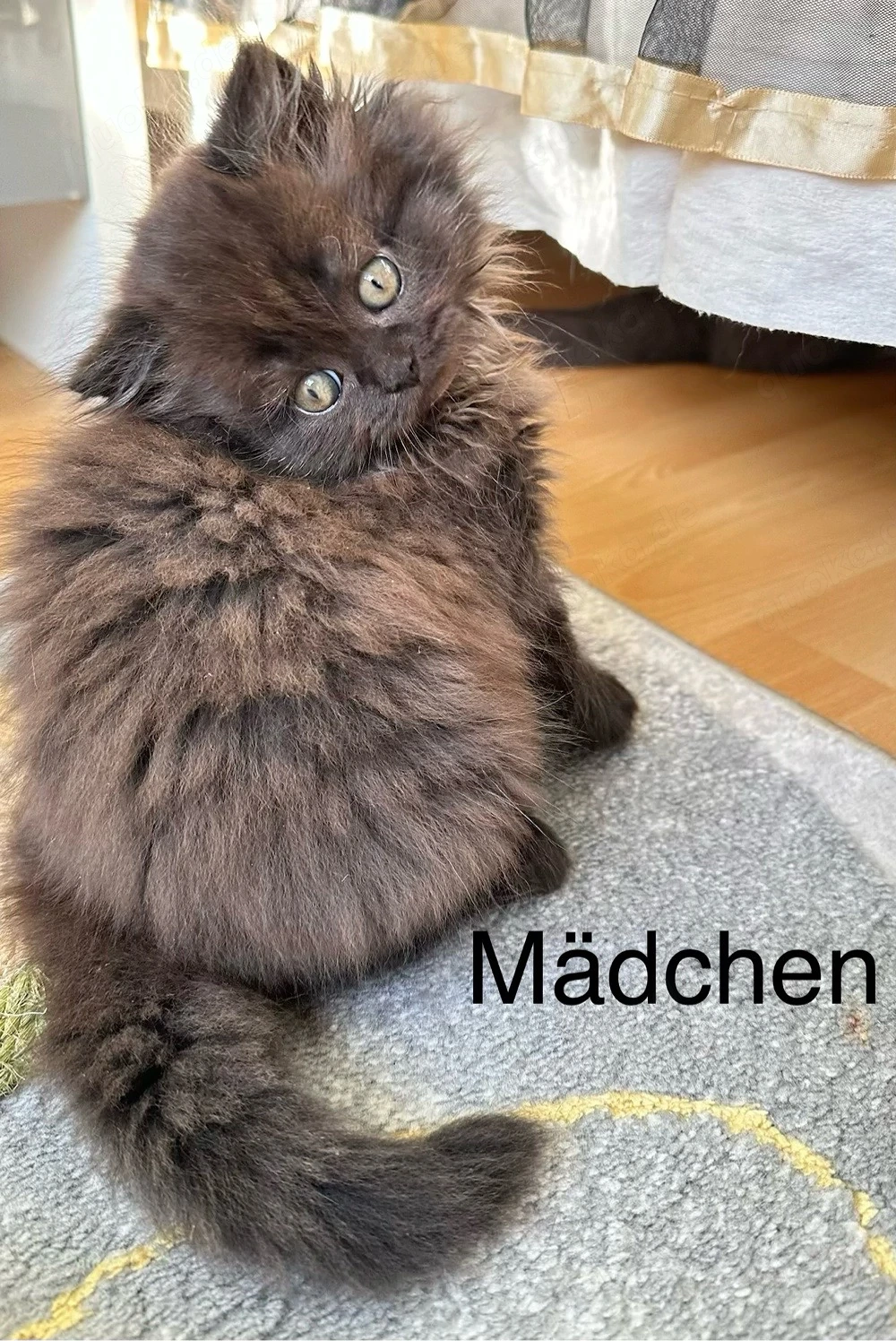 BKH Kitten suchen ein neues Zuhause