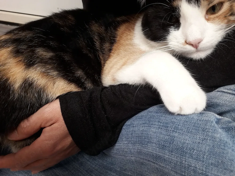 Kitten braucht neues Zuhause