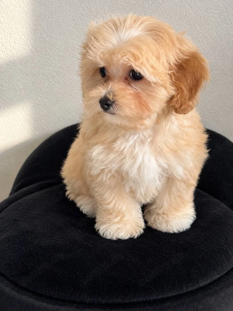 Süße Maltipoo-Welpen