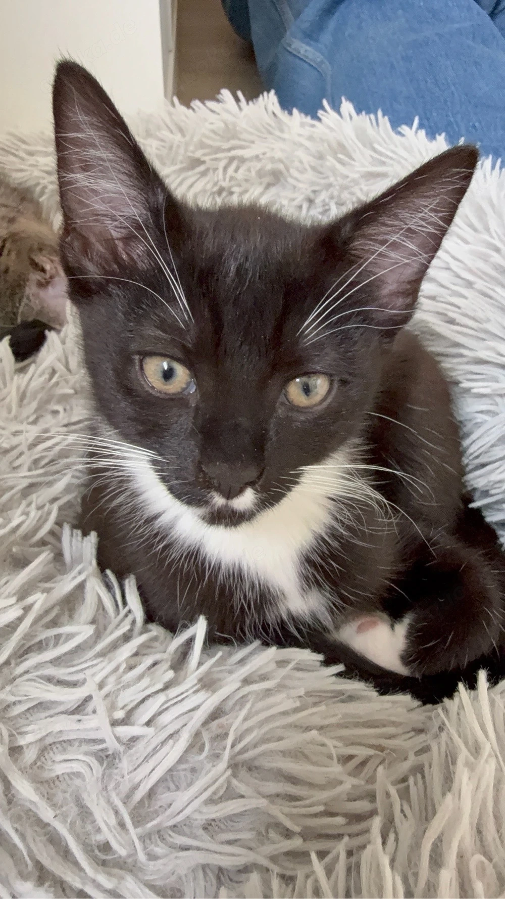 baby katze