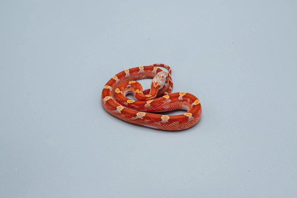 0.1 Hypo Bloodred Pied Kornnatter