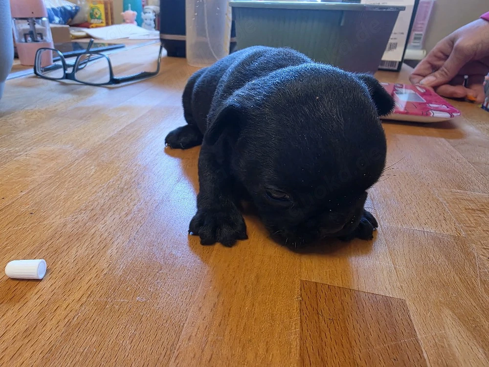 Französische Bulldoggen welpen 