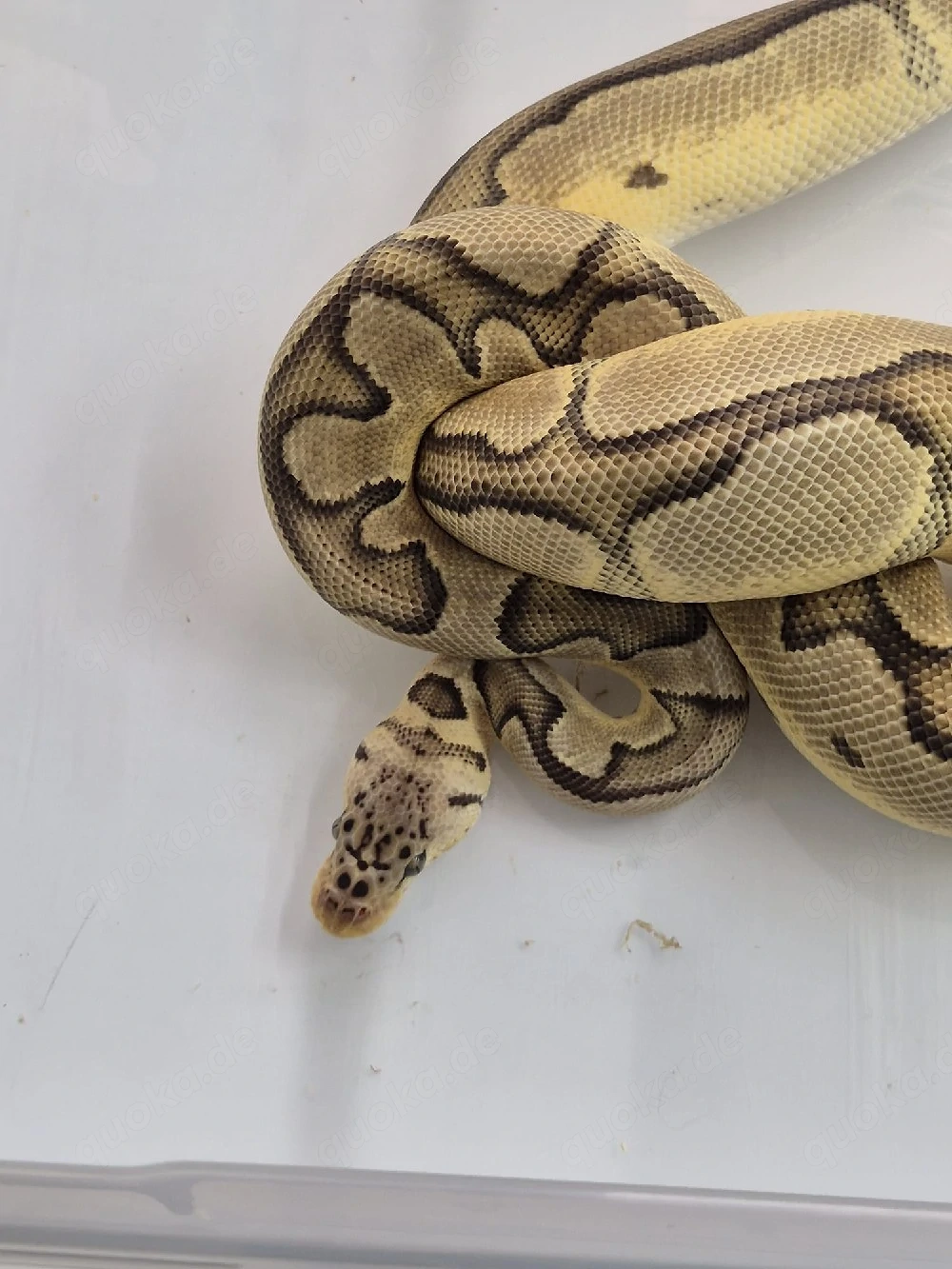 Python Regius, Königspython 