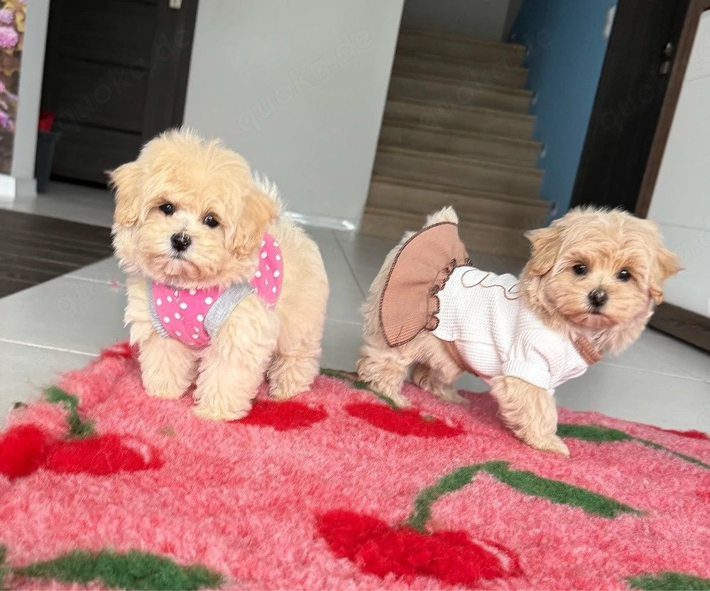 Wunderschöne Maltipoo Welpen Mädchen 