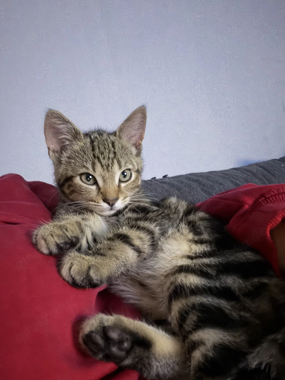 Süßer kleiner Kater 