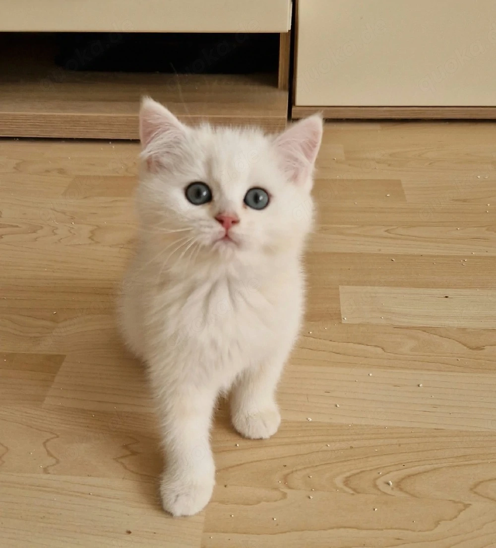BKH  Kitten Reinrassig mit Stammbaum 