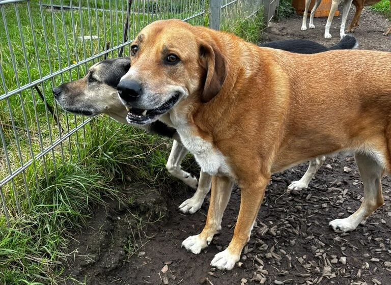 Enzo sucht seinen sicheren Hafen
