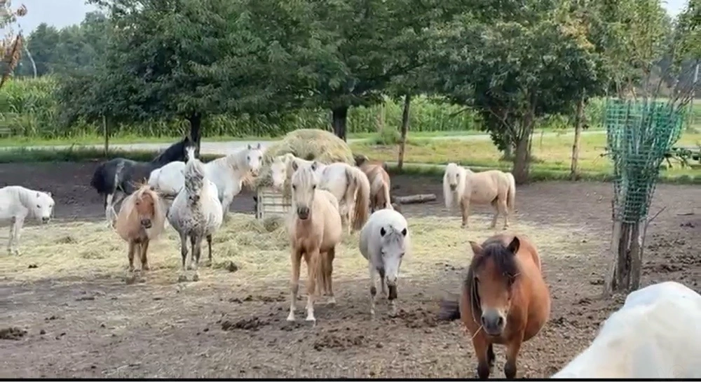 ponys und american minature horse abzugeben 
