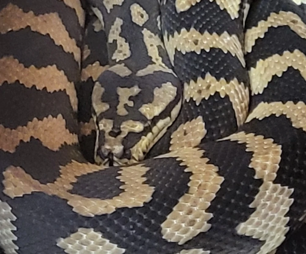Teppichpython